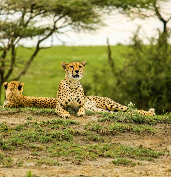 15Day/ 14Nights Safari