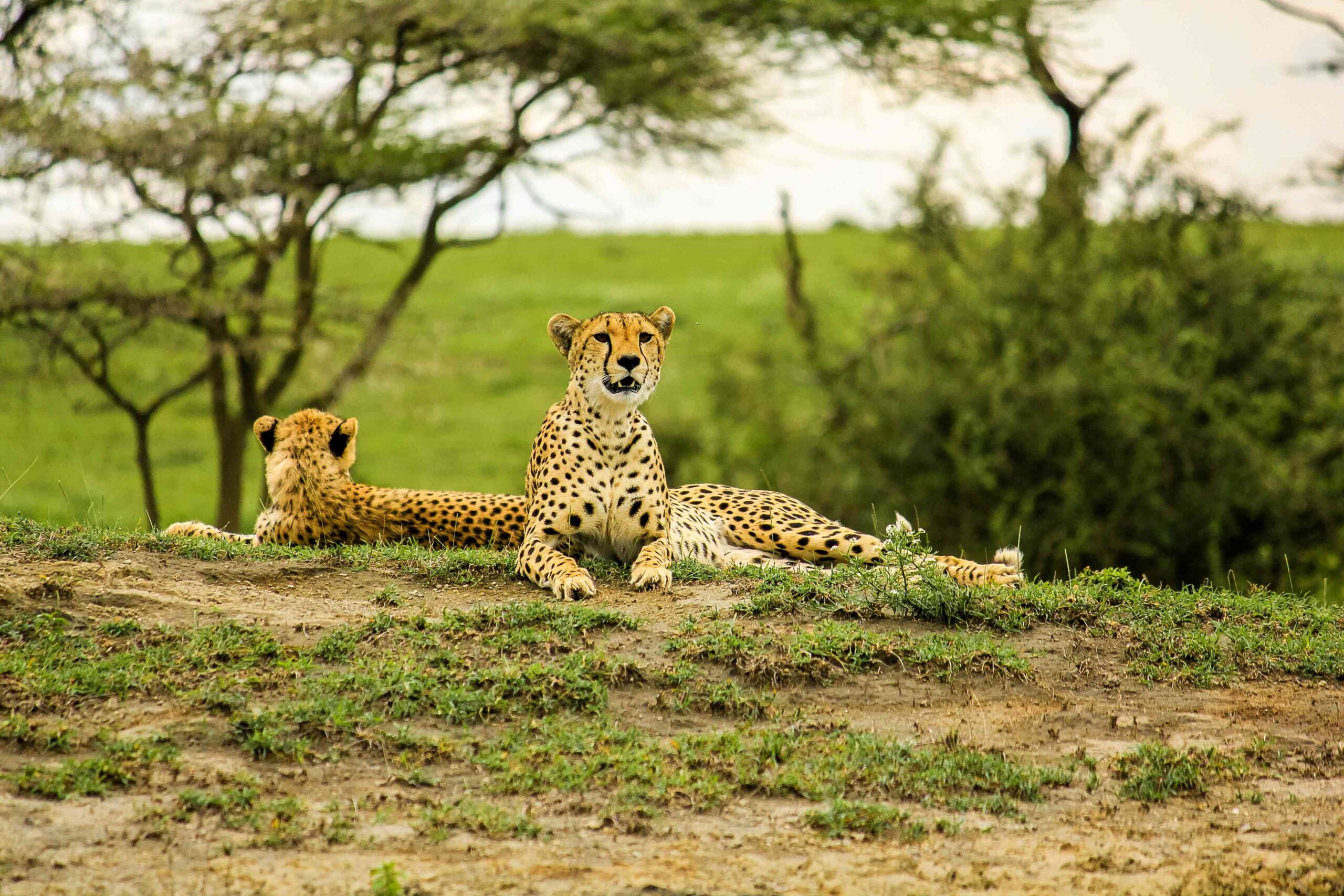 15Day/ 14Nights Safari