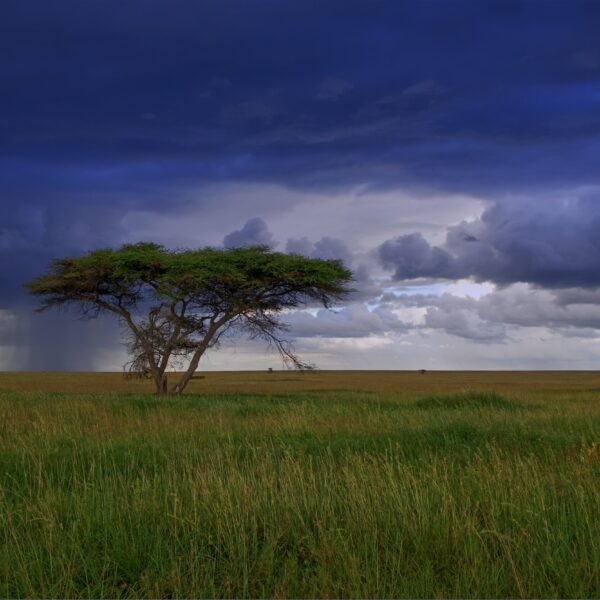 When Is  The  Best Time To Visit  Tanzania National Parks?
