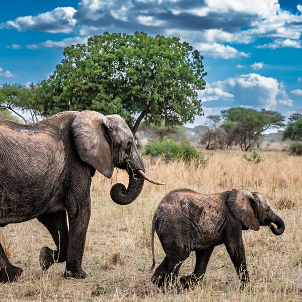 Tanzania Wildlife Safari is the best