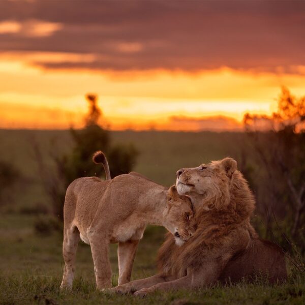 Tanzania National Parks, A Place where Start New Life with Peace