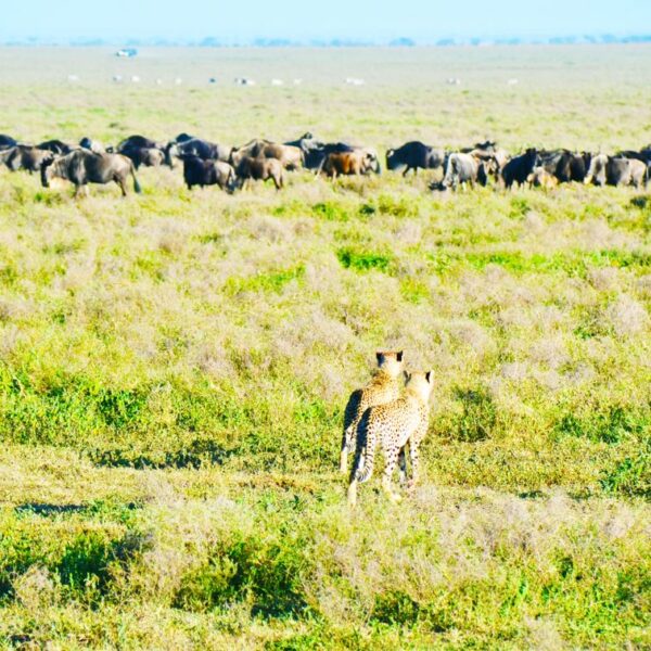 Serengeti National Park (When & Where To Go)