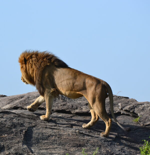 5 Day Win Tanzania Safaris To Manyara, Serengeti, Ngorongoro
