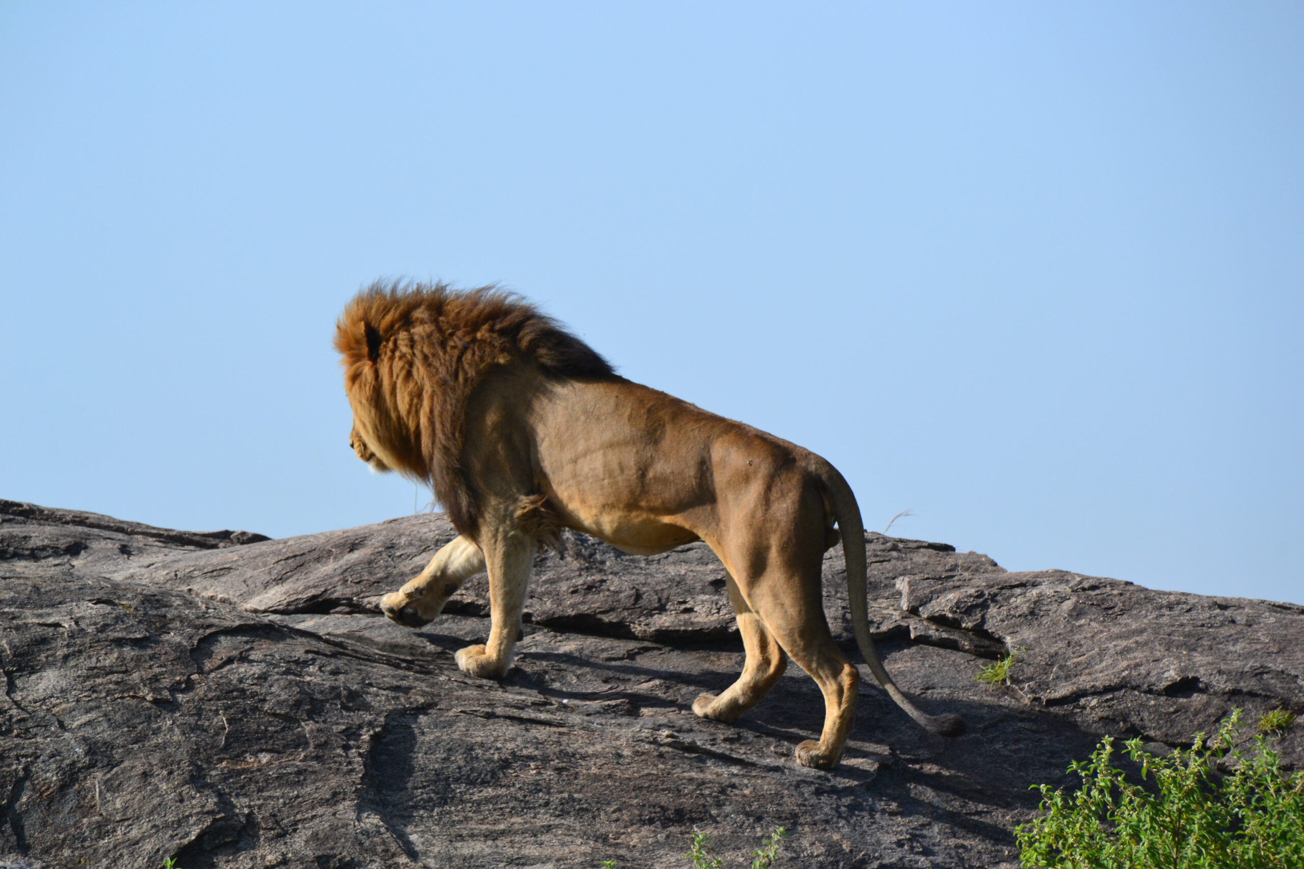 5 Day Win Tanzania Safaris To Manyara, Serengeti, Ngorongoro