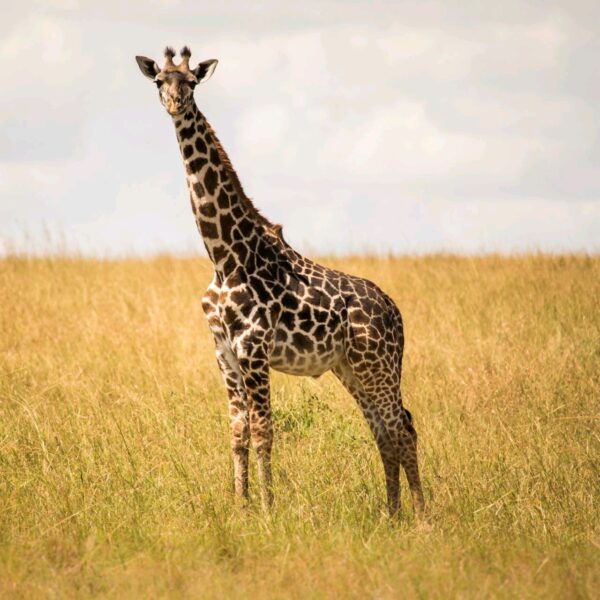 Things to See and Do When Visiting Tanzania