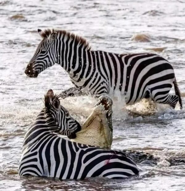 7 Days Tour Itinerary To Serengeti, Ngorongoro, Manyara & Tarangire