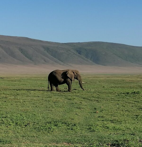 6 Days Tour To Tarangire, Serengeti, Ngorongoro & Manyara