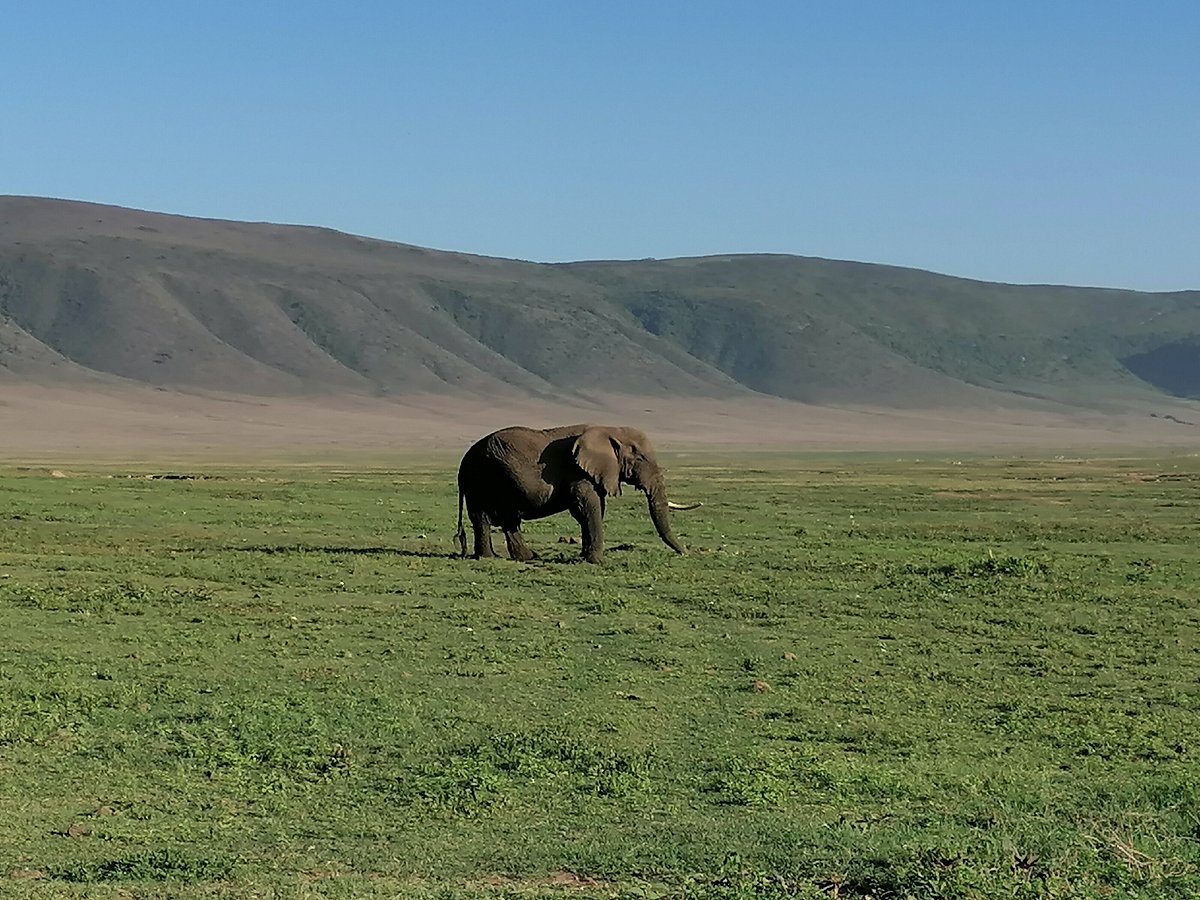 6 Days Tour To Tarangire, Serengeti, Ngorongoro & Manyara
