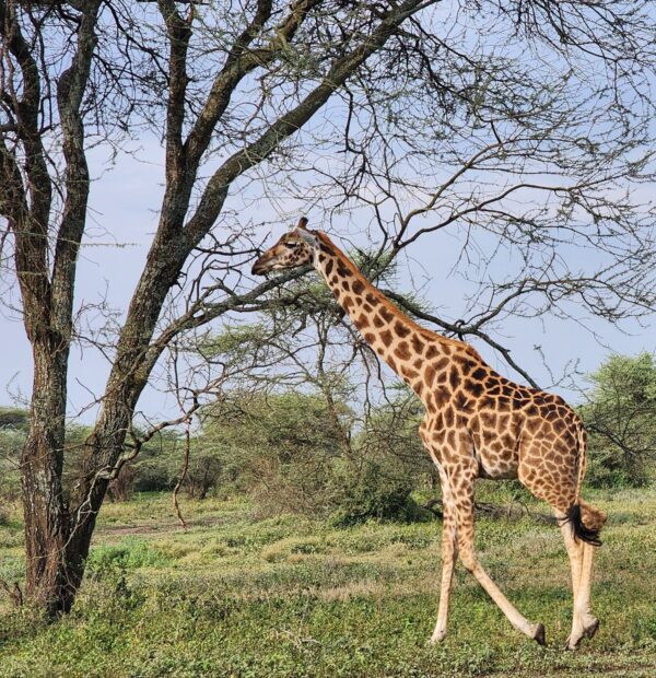 Win Tanzania Safaris 2- Day to Tarangire and Ngorongoro