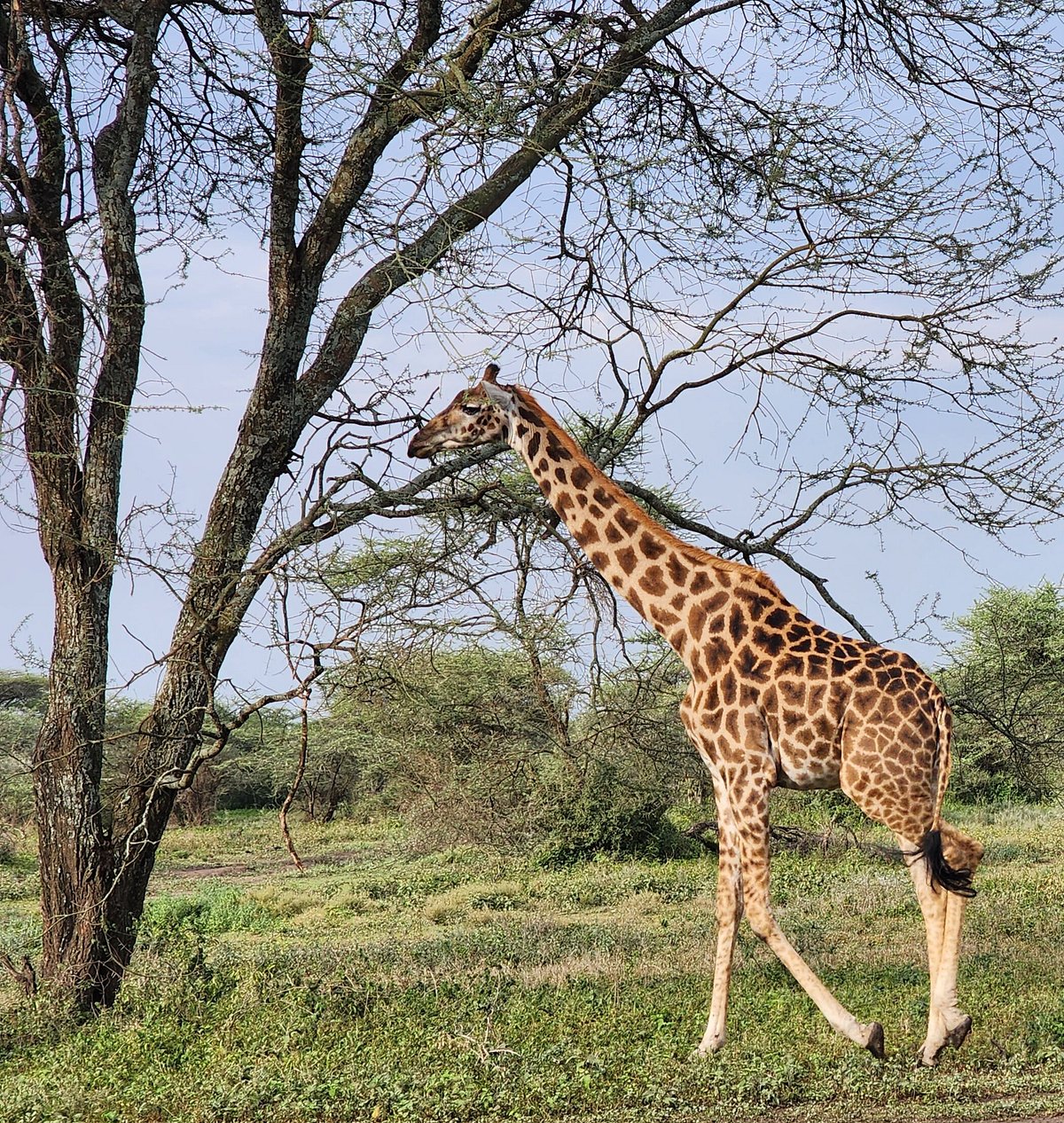 Win Tanzania Safaris 2- Day to Tarangire and Ngorongoro