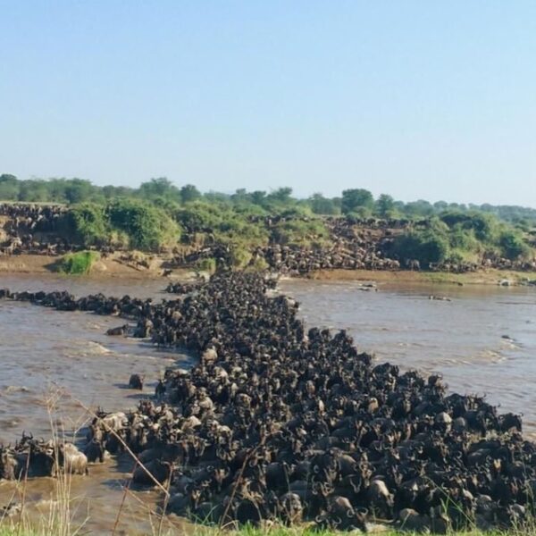 “Fascinating Facts about Serengeti Migration”
