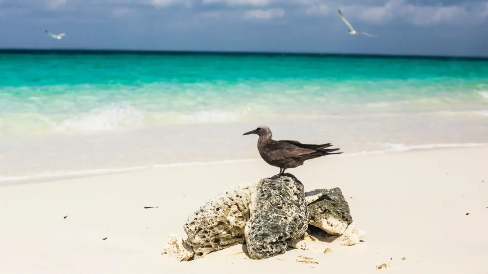 4-Day Zanzibar Kendwa Beach Holidays and Stone Town Tour