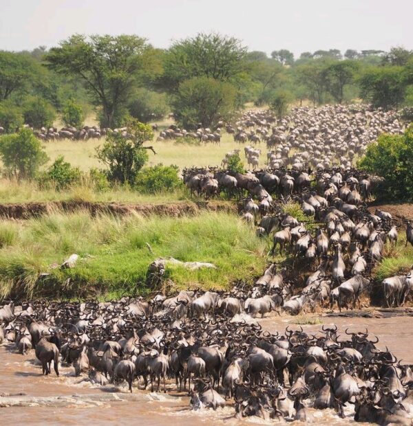 5-Day Great Migration Budget Safari