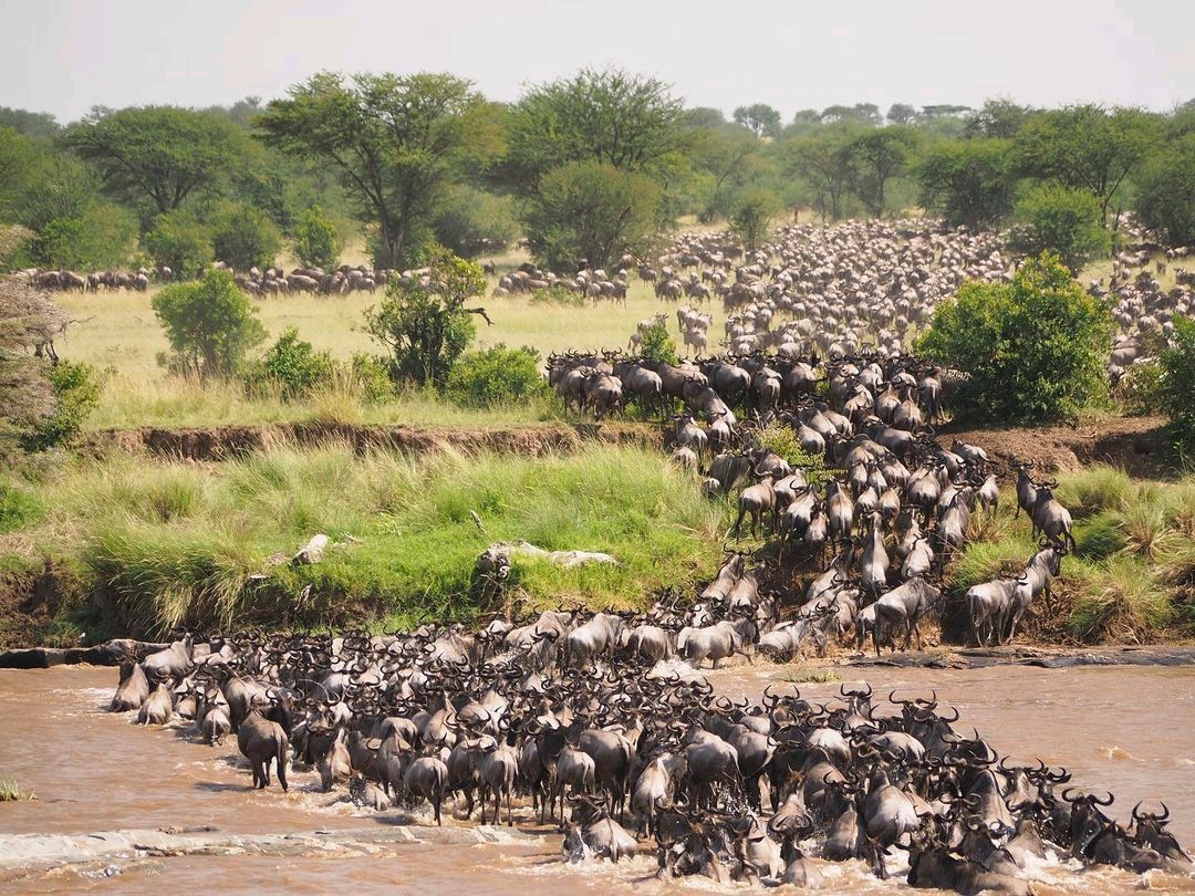 5-Day Great Migration Budget Safari