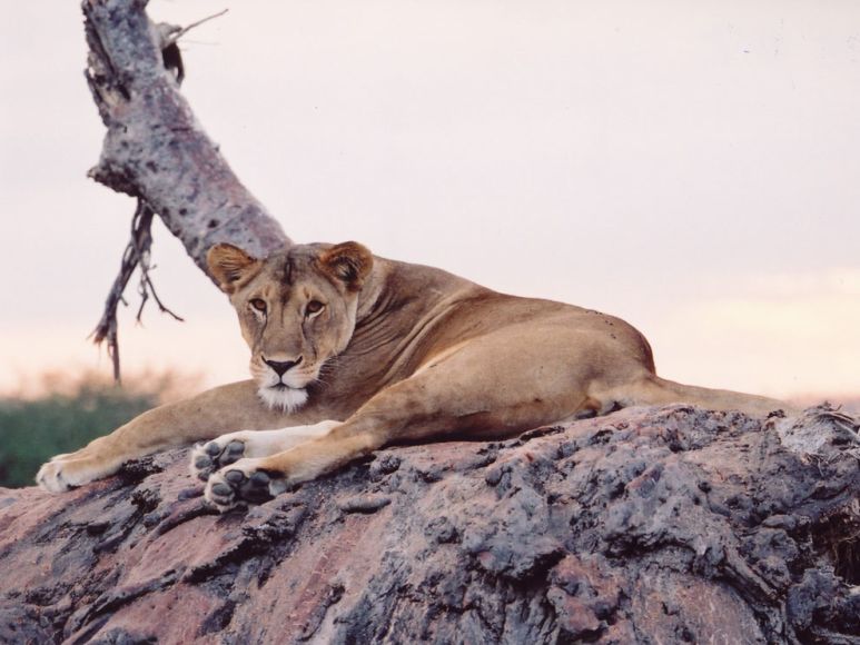 7-Day/6Nights Win Tanzania Luxury Safaris