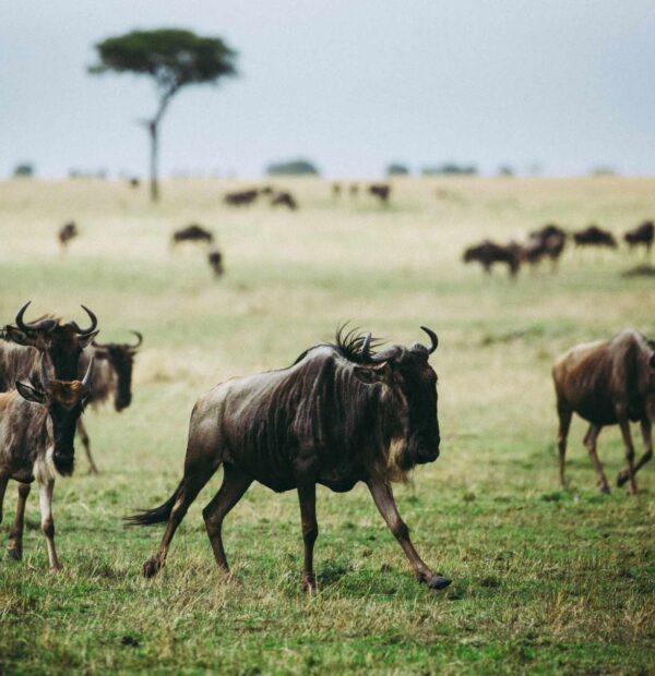 7-Day Ndutu Serengeti Calving Season and Cultural Tour