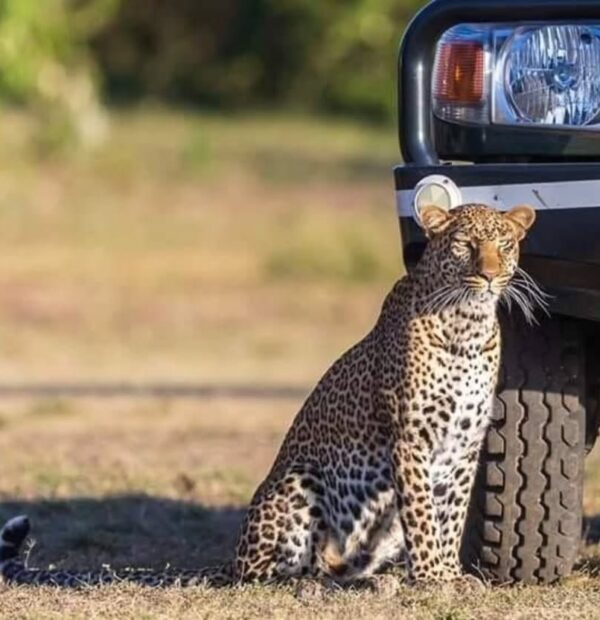 5-Day Classic Safari Experience