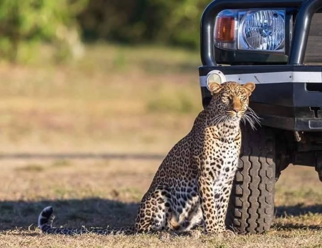 5-Day Classic Safari Experience