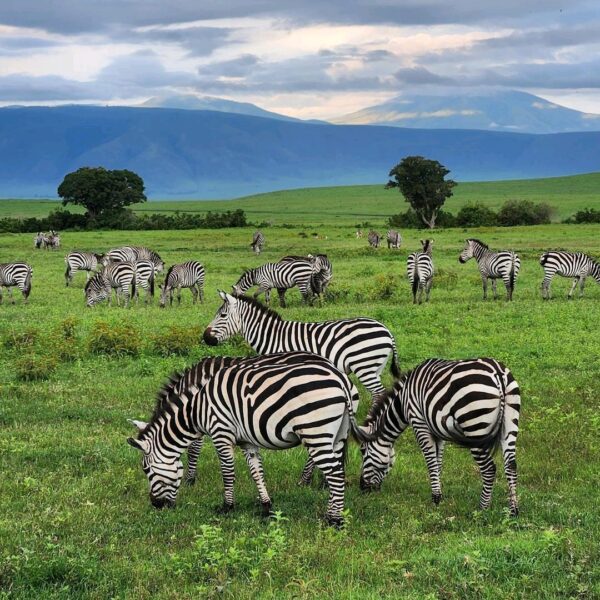 Things to Consider When Planning African Safari