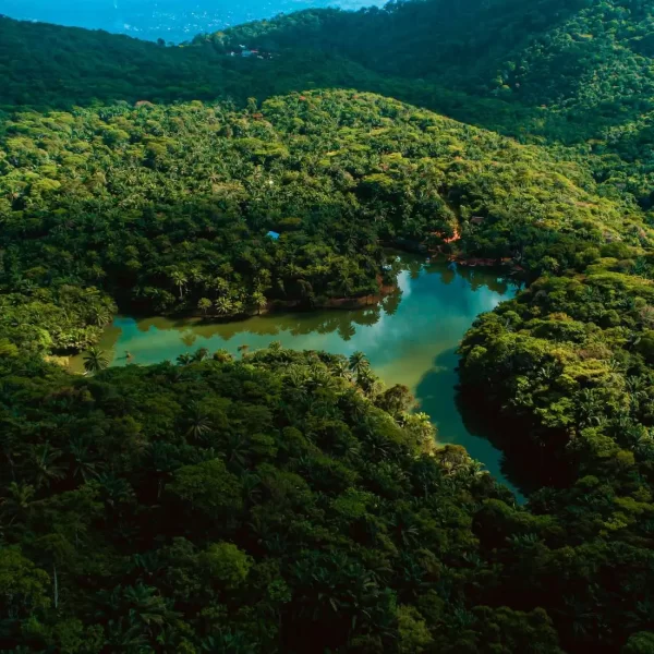 Welcome to Magoroto Forest Estate