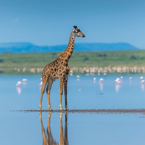 11-Day Win Tanzania Luxury Safari