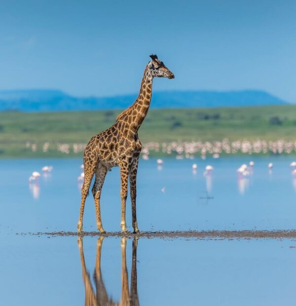 11-Day Win Tanzania Luxury Safari