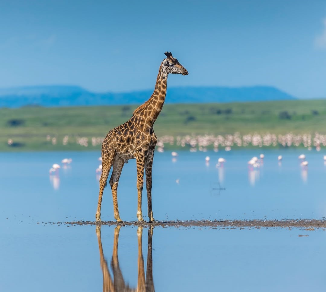 11-Day Win Tanzania Luxury Safari