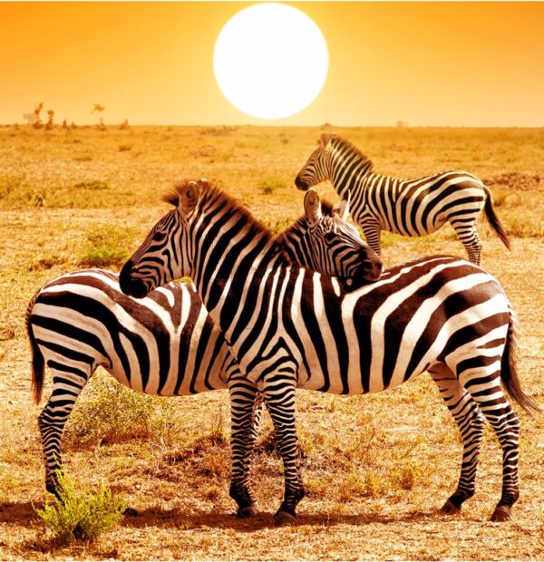 8 Day Win Tanzania Safari