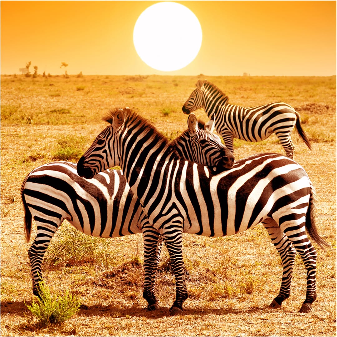 8 Day Win Tanzania Safari