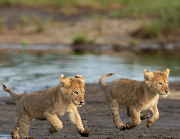 Ngorongoro 1 Nights, Safari