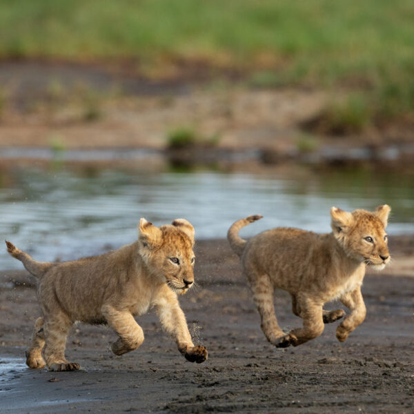 Ngorongoro 1 Nights, Safari