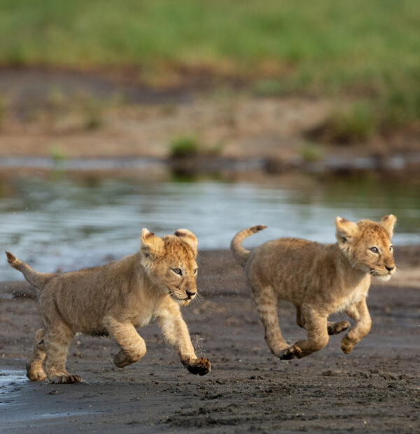 Ngorongoro 1 Nights, Safari