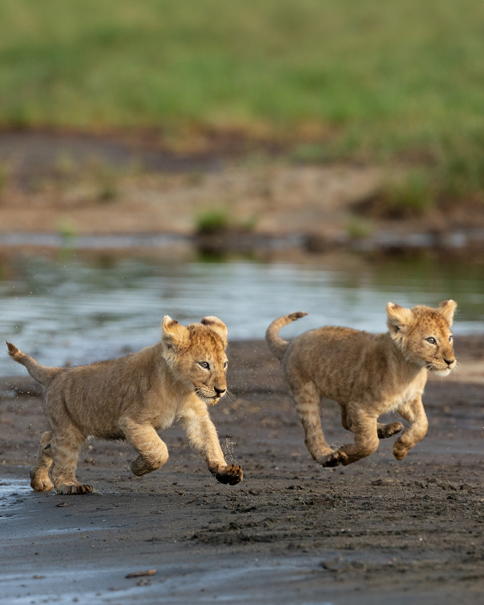 Ngorongoro 1 Nights, Safari