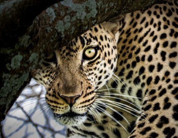 3-Day Fly-in from Zanzibar