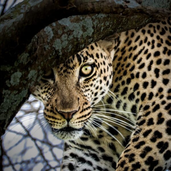 3-Day Fly-in from Zanzibar