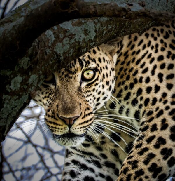 3-Day Fly-in from Zanzibar