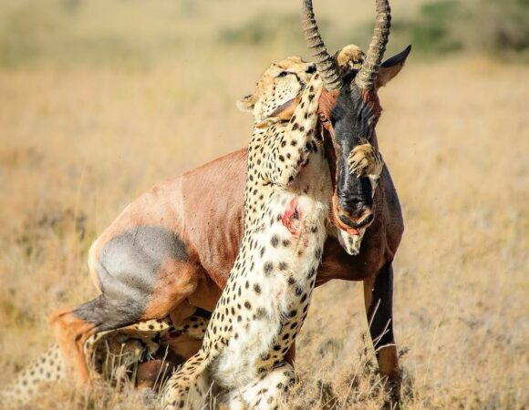 The Great 18-Day Safari to Tanzania (Northern and Southern)