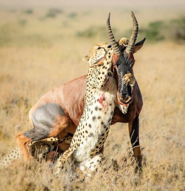 The Great 18-Day Safari to Tanzania (Northern and Southern)