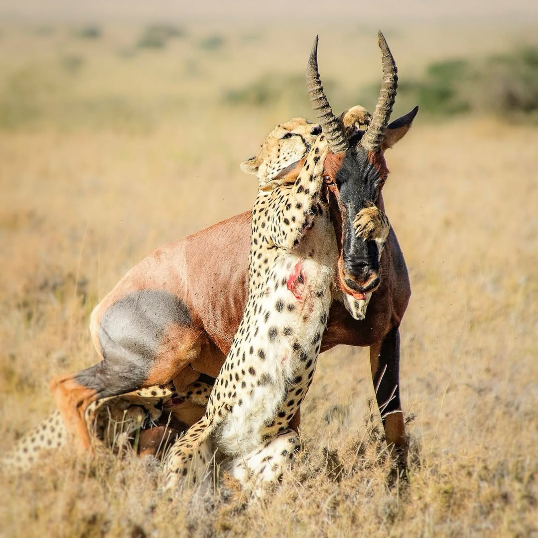 The Great 18-Day Safari to Tanzania (Northern and Southern)