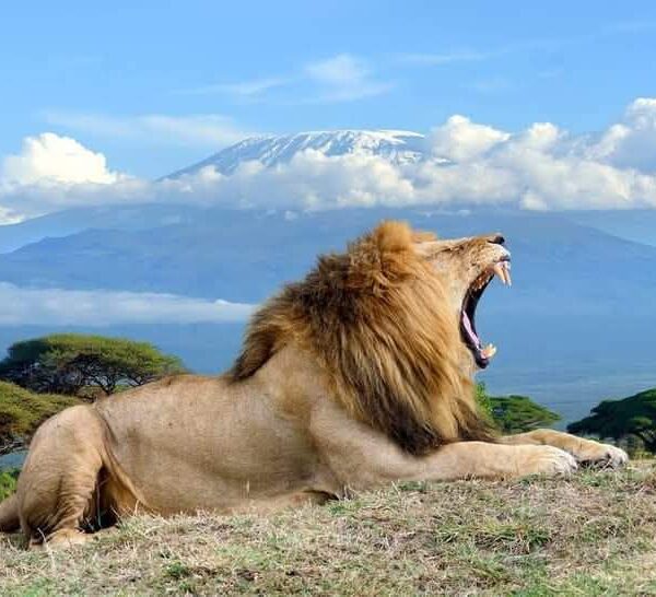 14-Day, the Best Taste of Wildlife and Zanzibar Island