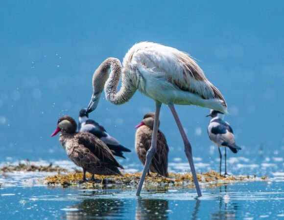 6-Day Win Tanzania Luxury Safari