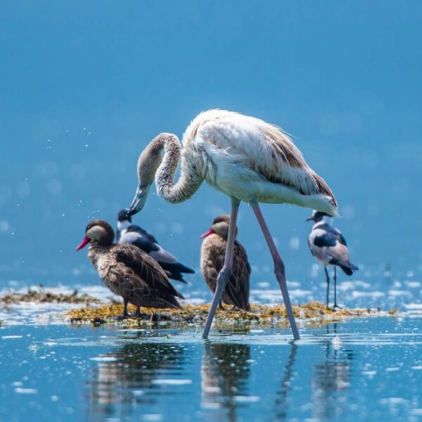 6-Day Win Tanzania Luxury Safari