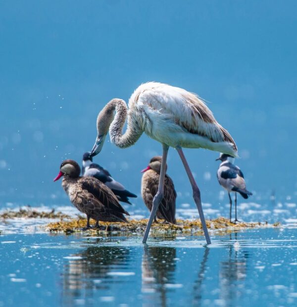 6-Day Win Tanzania Luxury Safari