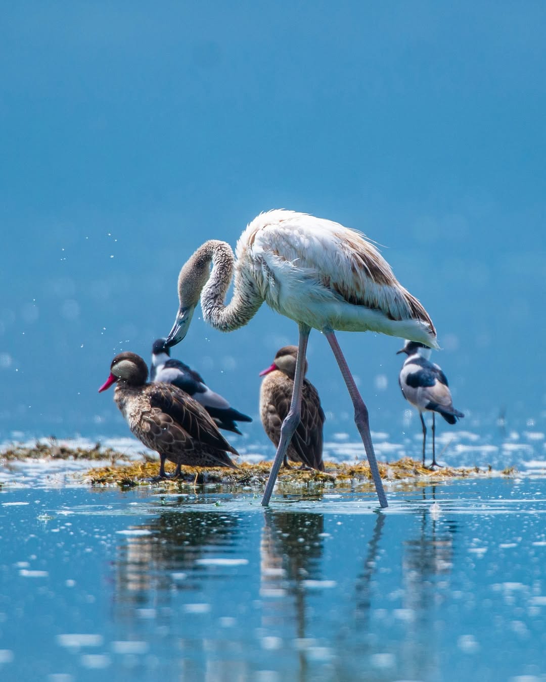 6-Day Win Tanzania Luxury Safari