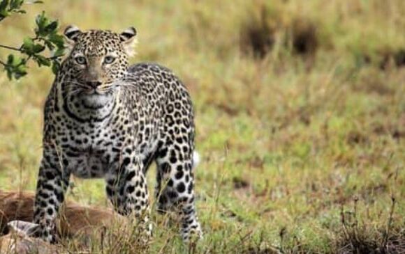 Nyerere National Park