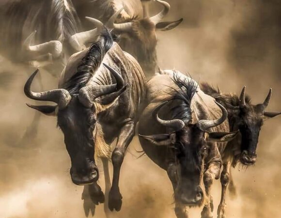 2 day/ 1 night Serengeti national park fly in safari from Zanzibar.