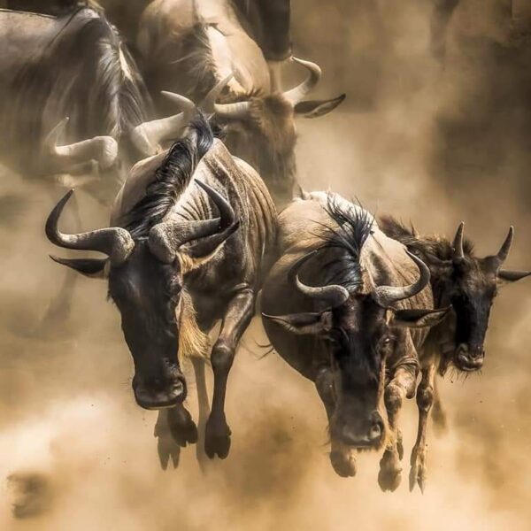 2 day/ 1 night Serengeti national park fly in safari from Zanzibar.