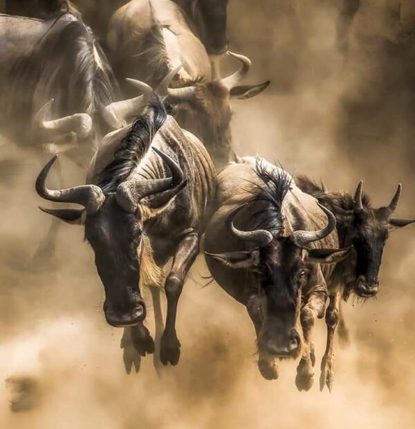 2 day/ 1 night Serengeti national park fly in safari from Zanzibar.