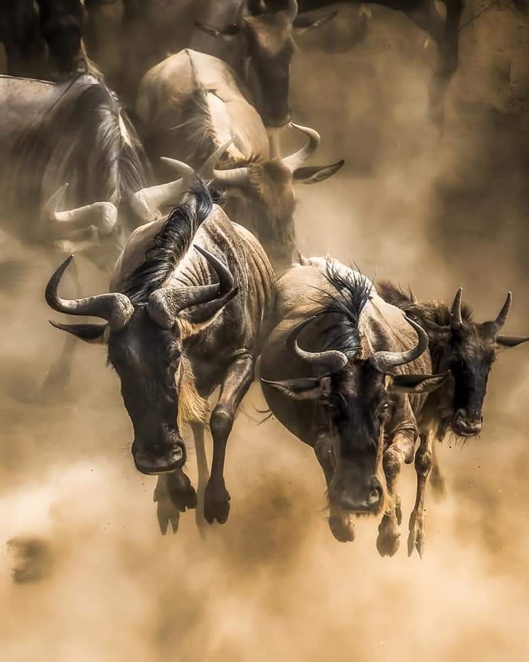 2 day/ 1 night Serengeti national park fly in safari from Zanzibar.