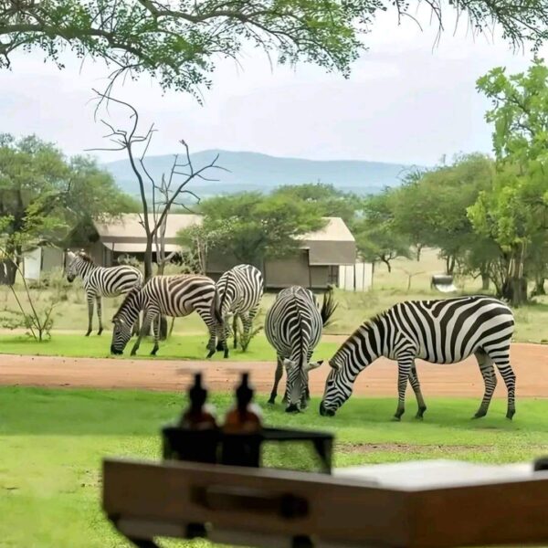 12 - Day Golden Romantic Safari and beach holiday